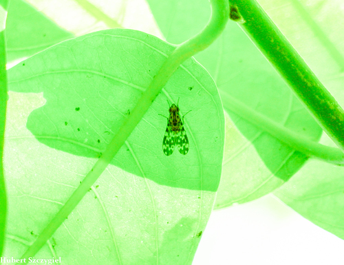 Drosophila crucigera, 2022-01-13