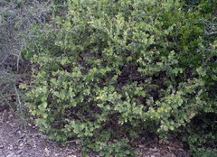 Arctostaphylos purissima purissima
