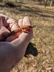 Hemidactylus turcicus