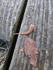 Hemidactylus turcicus