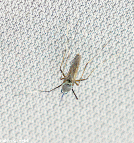Toxorhynchites amboinensis observed 2022-01-13