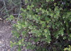 Arctostaphylos purissima purissima