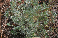 Lupinus lepidus utahensis