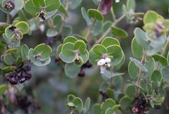 Arctostaphylos purissima purissima