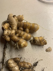 Curcuma zedoaria