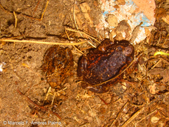 Pristimantis unistrigatus