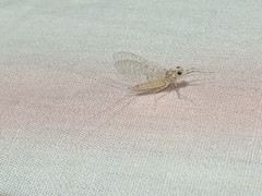 Maccaffertium modestum