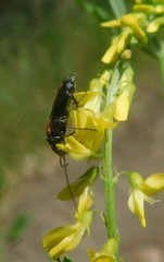 Oedemera femorata