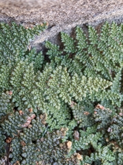 Myriopteris intertexta