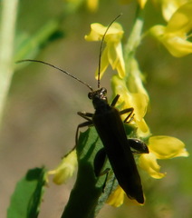 Oedemera femorata