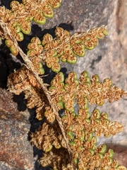 Myriopteris intertexta