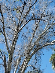 Populus brandegeei