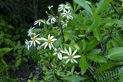 Brachyglottis kirkii