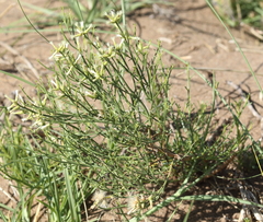 Baccharis genistifolia