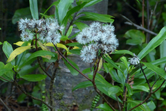 Brachyglottis kirkii