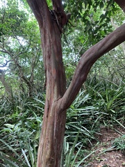 Eugenia candolleana
