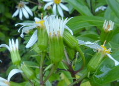 Brachyglottis kirkii
