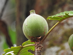 Duroia aquatica