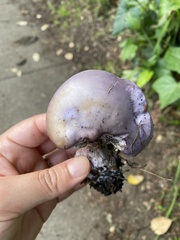 Lepista nuda