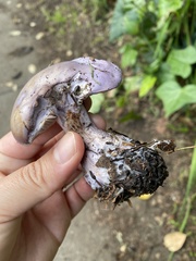 Lepista nuda