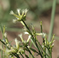Baccharis genistifolia