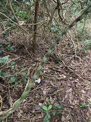 Schnella microstachya