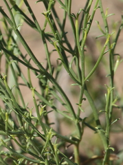 Baccharis genistifolia