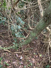 Schnella microstachya