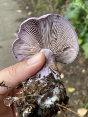 Lepista nuda