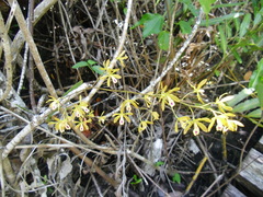Encyclia fucata