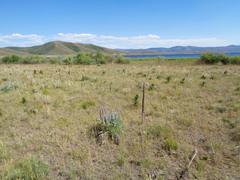 Lupinus sericeus sericeus