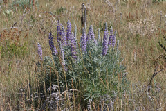 Lupinus sericeus sericeus