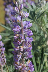 Lupinus sericeus sericeus