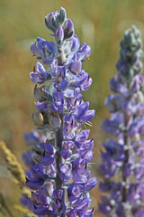 Lupinus sericeus sericeus
