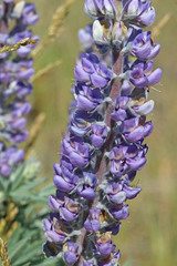 Lupinus sericeus sericeus