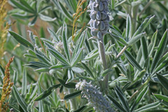 Lupinus sericeus sericeus
