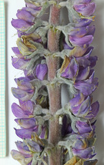 Lupinus sericeus sericeus