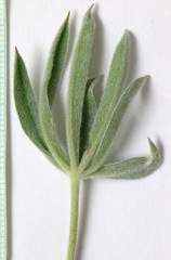 Lupinus sericeus sericeus