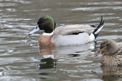 Anas platyrhynchos × acuta