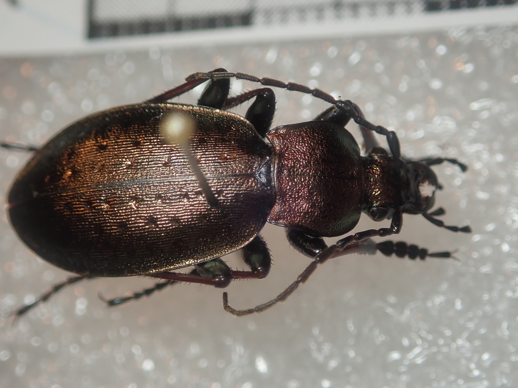 Carabus sylvestris sylvestris