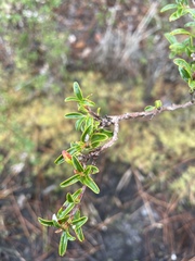 Ilex myrtifolia