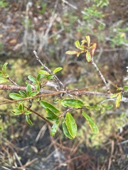 Ilex myrtifolia