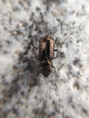 Notiophilus semiopacus