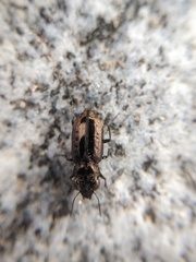 Notiophilus semiopacus