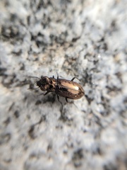 Notiophilus semiopacus