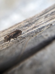 Notiophilus semiopacus