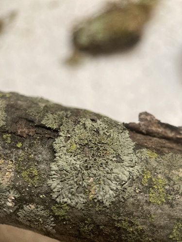 Smooth Shadow-crust Lichen
