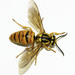 Southern Yellowjacket - Photo (c) Mike  Chapman, some rights reserved (CC BY-NC)