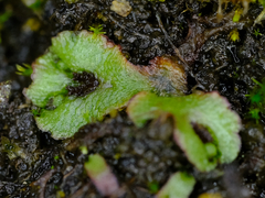 Mannia gracilis