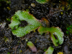 Mannia gracilis